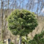 Céder Himalájsky (Cedrus deodara) výška: 120-140 cm, kont. C35L (-23°C) - PON PON